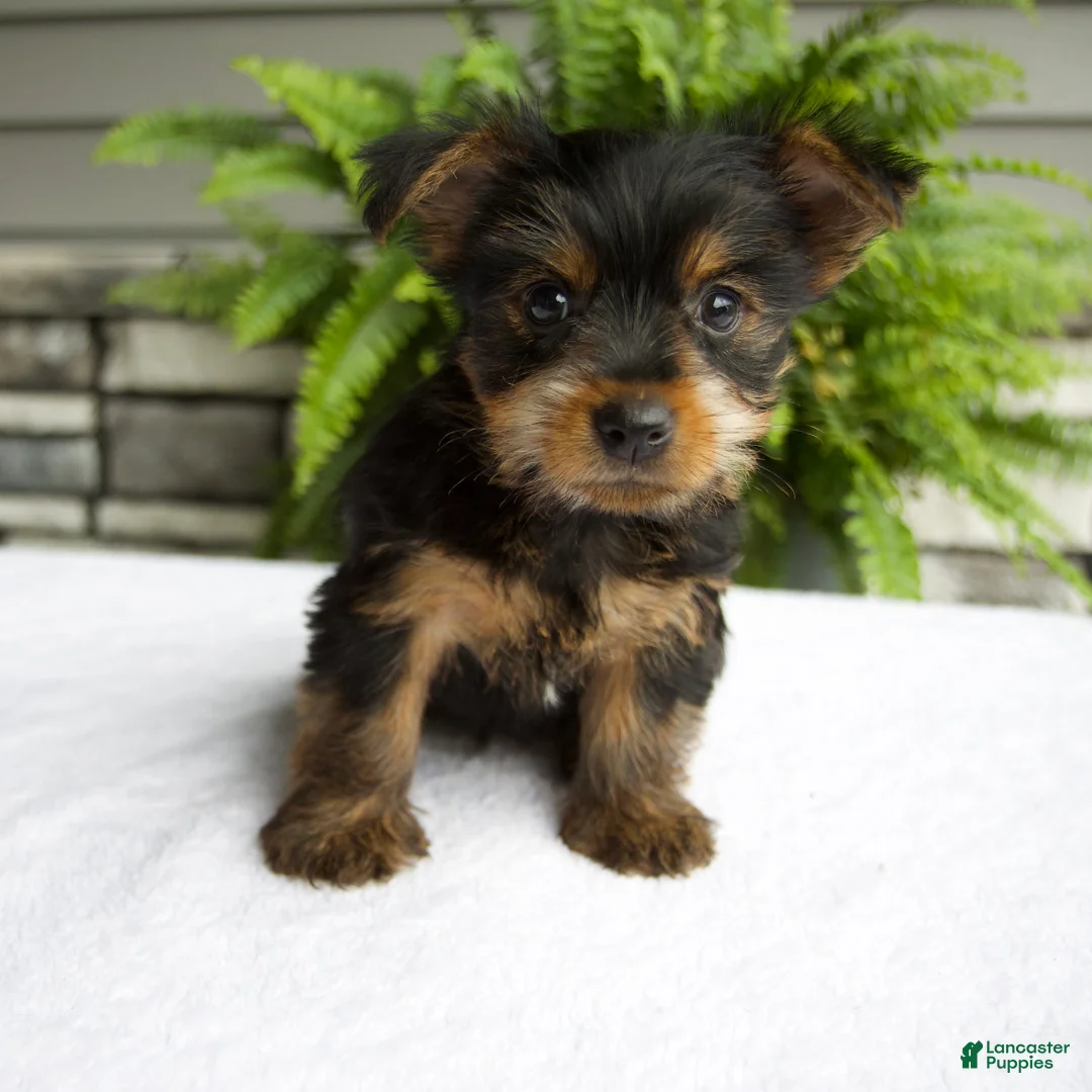 Yorkshire Terrier dogs for sale: Barbie - Ad 1