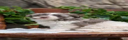 Havanese dogs for sale:  Nash - Ad 9