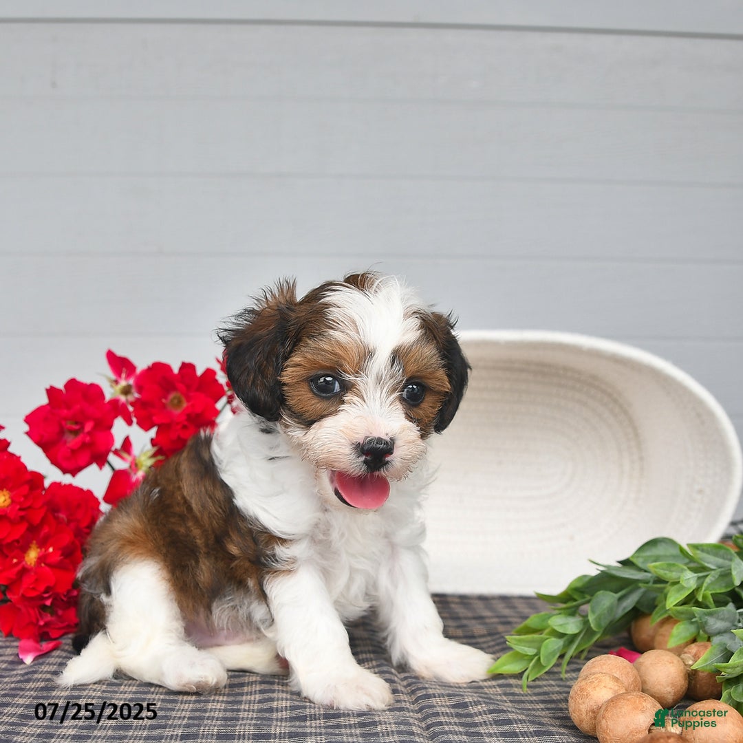 Lhasapoo dogs for sale: Lhasa Poo 3 puppies - Ad 6
