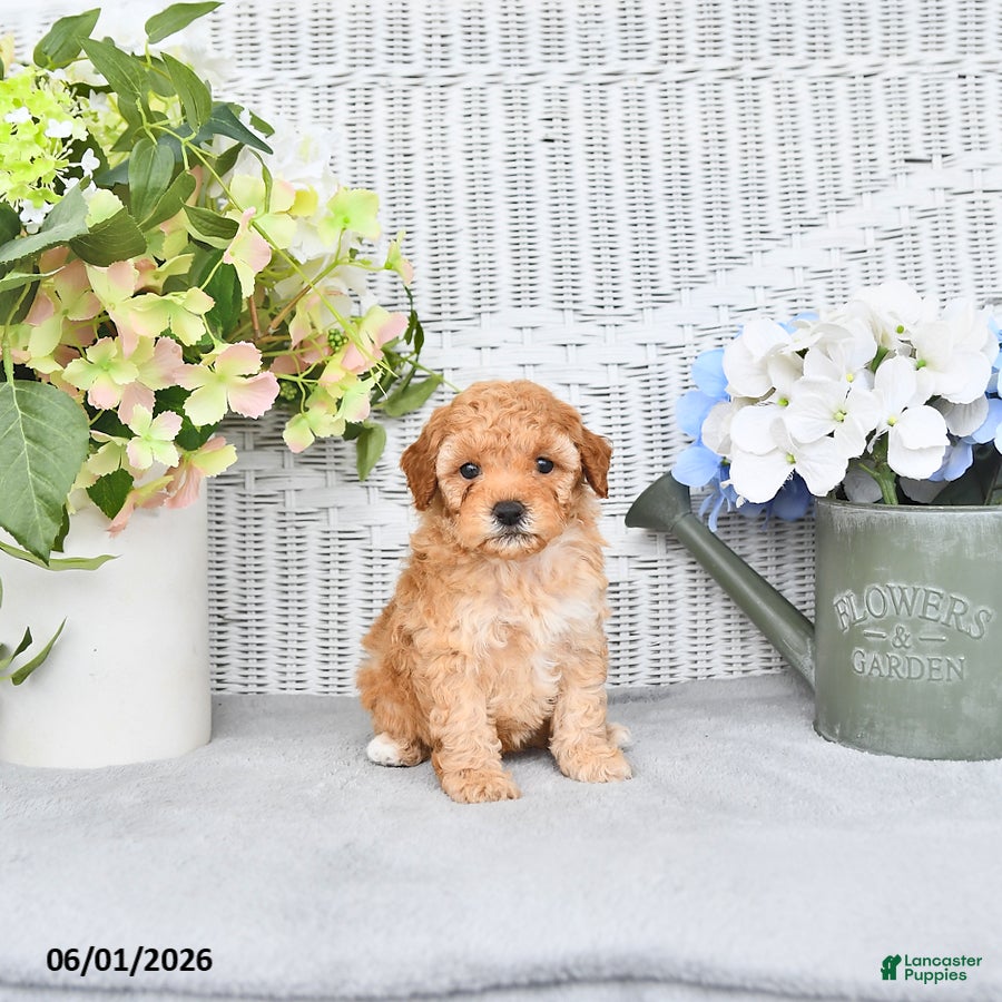 Mini Aussiedoodle dogs Quincy - Ad 2
