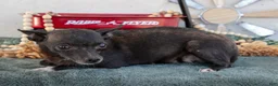 Chihuahua dogs for sale: Teeny - Ad 5