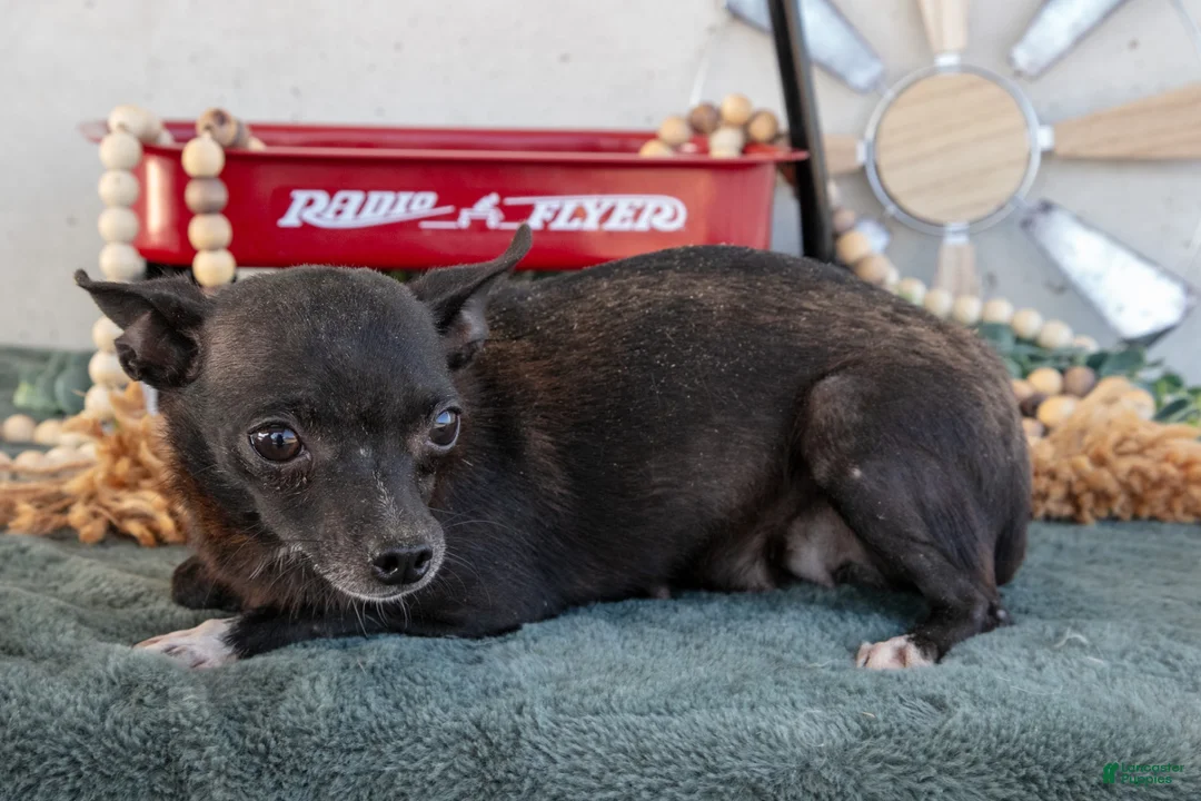 Chihuahua dogs for sale: Teeny - Ad 5