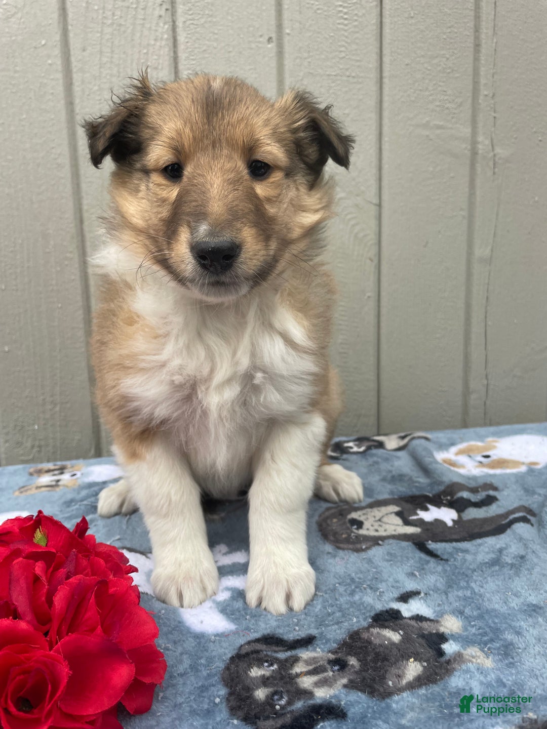 Collie dogs for sale: Callie - Ad 3