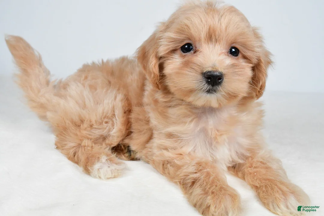 Maltipoo dogs for sale: Polly - Ad 2