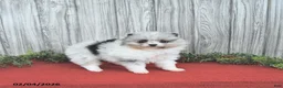 Pomeranian dogs for sale: Cameron - Ad 4