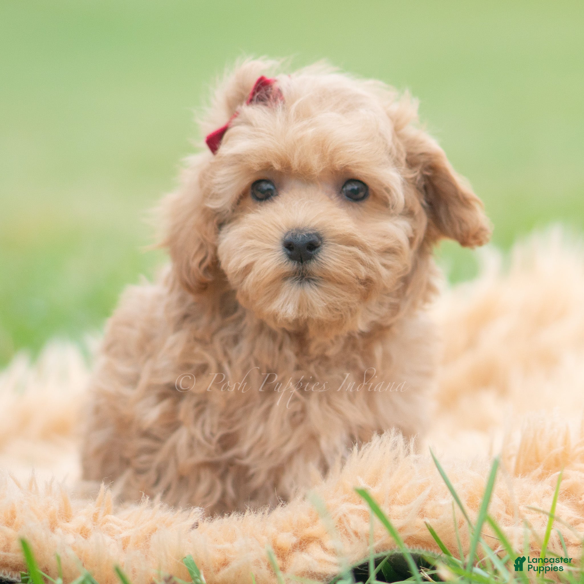 Maltipoo (Maltipoo, Female) in Warsaw, IN