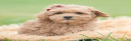 Maltipoo dogs for sale: Maddie Mae - Ad 1