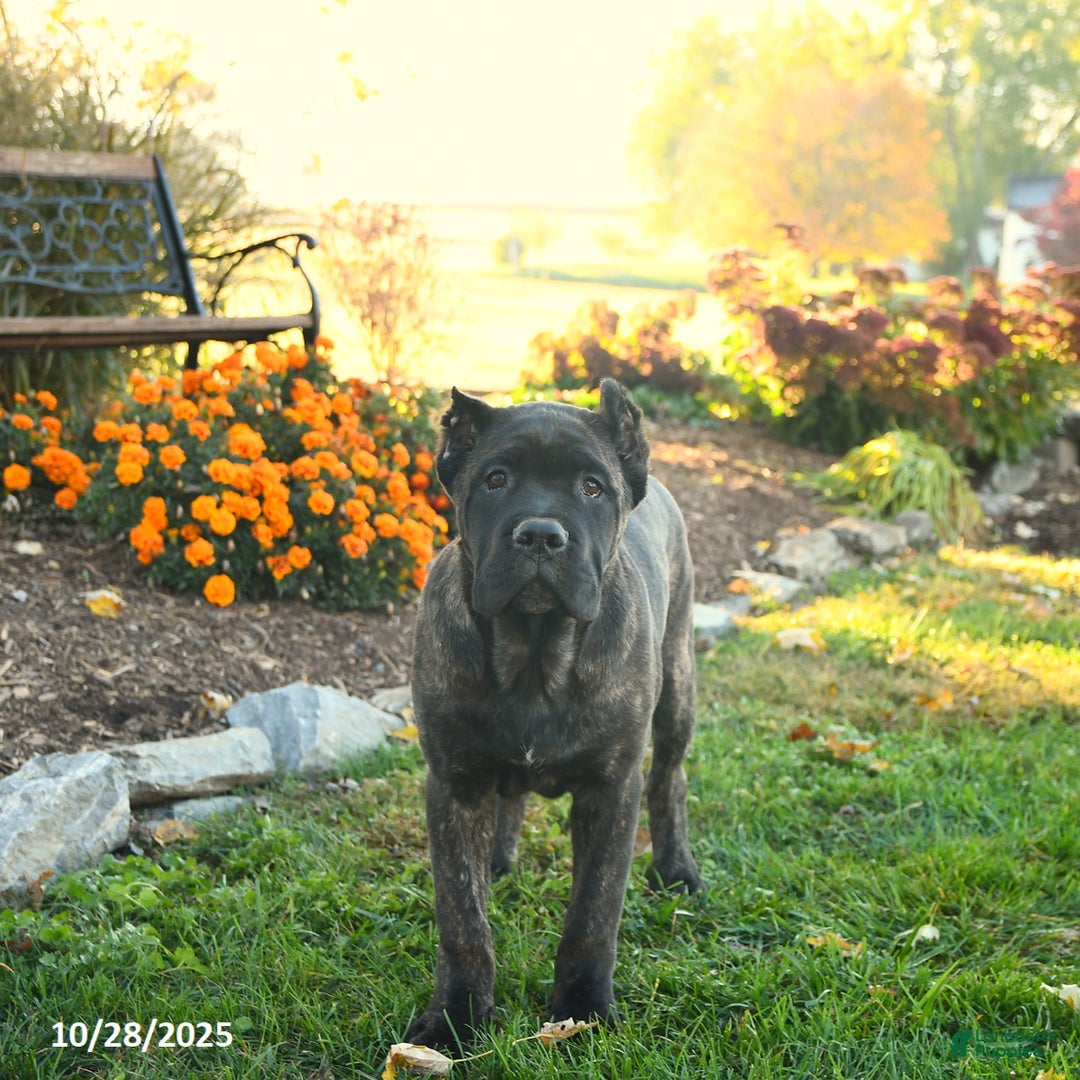 Cane Corso dogs for sale: Lance  - Ad 1
