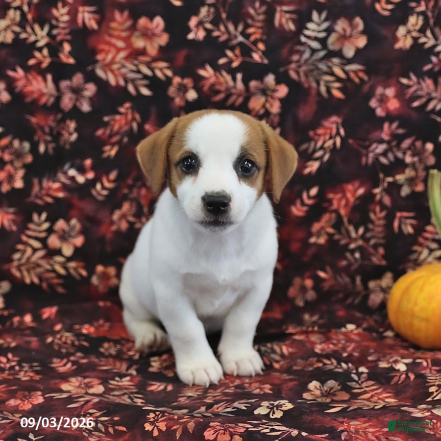 Jack Russell Terrier dogs Scout - Ad 2