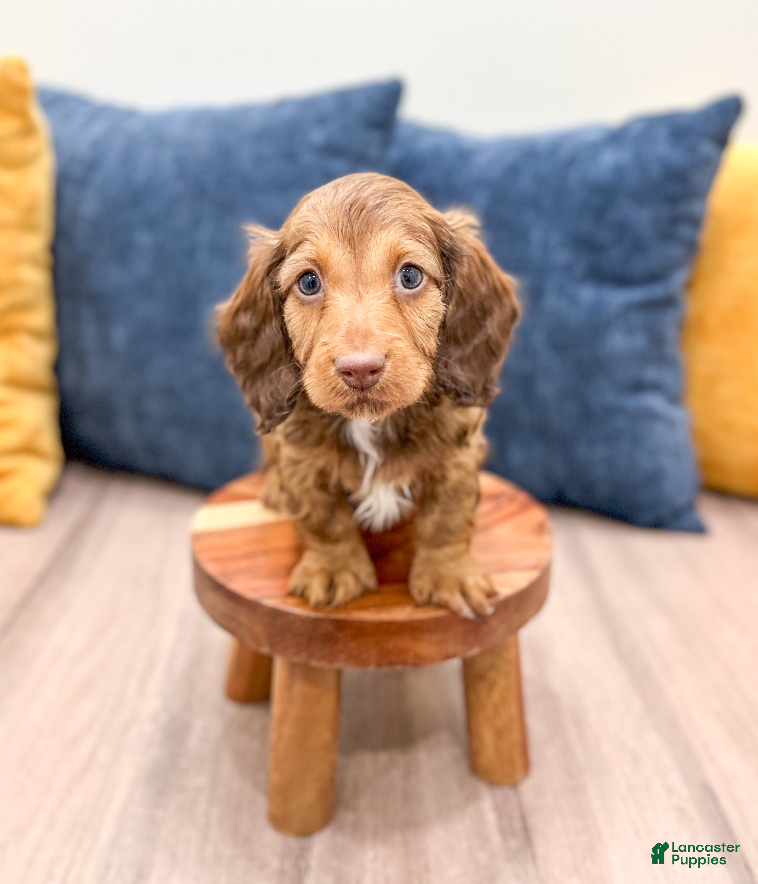 Miniature Dachshund dogs Kai - Ad 20