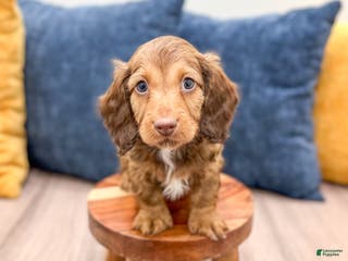 Miniature Dachshund dogs Kai - Ad 32