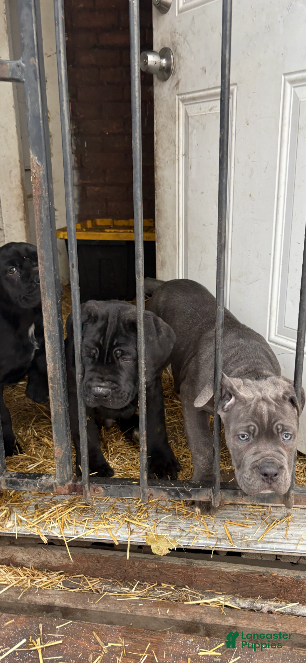 Cane Corso dogs Cane Corso Puppy 1 - Ad 8