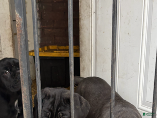 Cane Corso dogs Cane Corso Puppy 1 - Ad 6