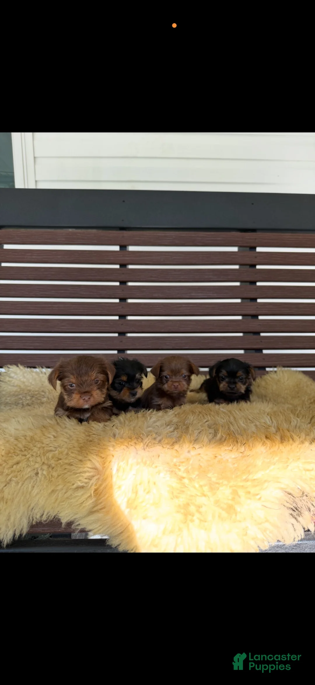 Yorkshire Terrier dogs for sale: Bo - Ad 2