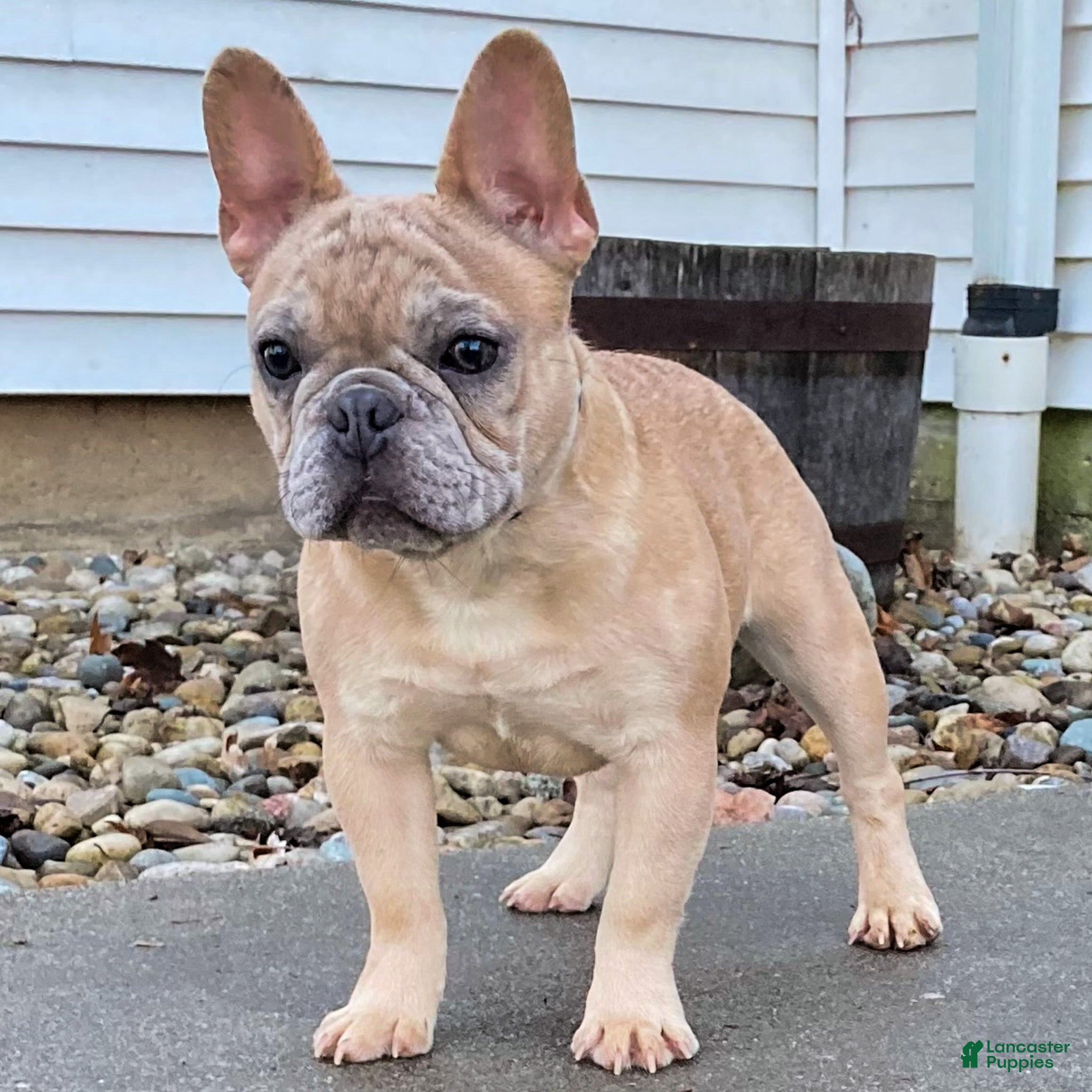 French Bulldog dogs Marlow French Bulldog Puppy  - Ad 2