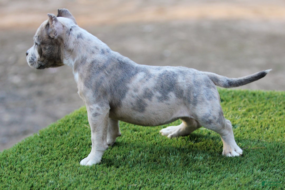 American Bully dogs for sale: Blue Brindle Merle Female - Ad 3