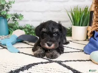 Miniature Schnauzer dogs Louie - Ad 29