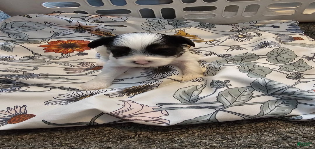 Gallery Image {{count}}