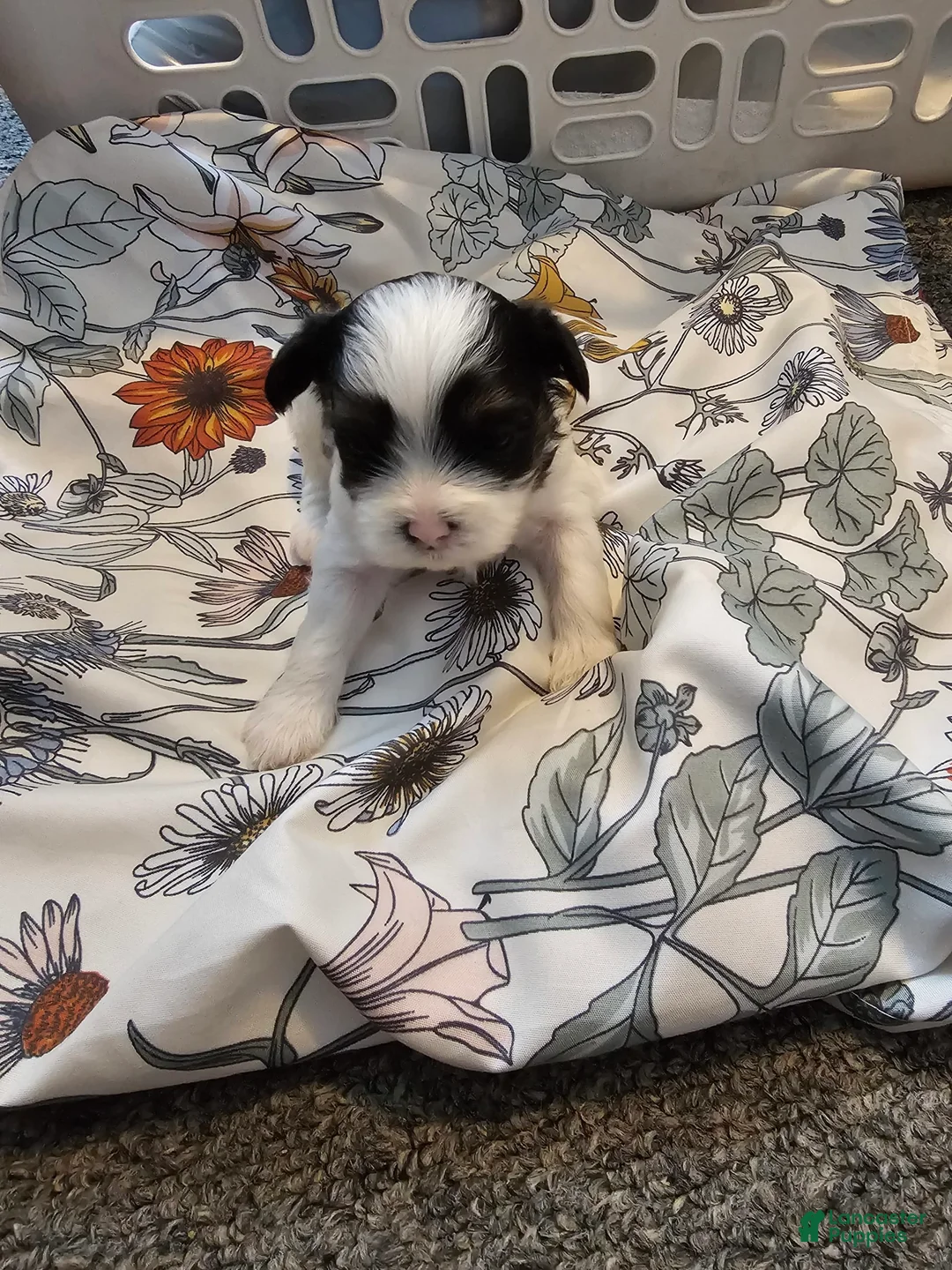 Gallery Image {{count}}