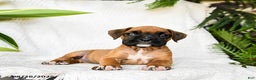 Boxer dogs for sale: Candy - Ad 7