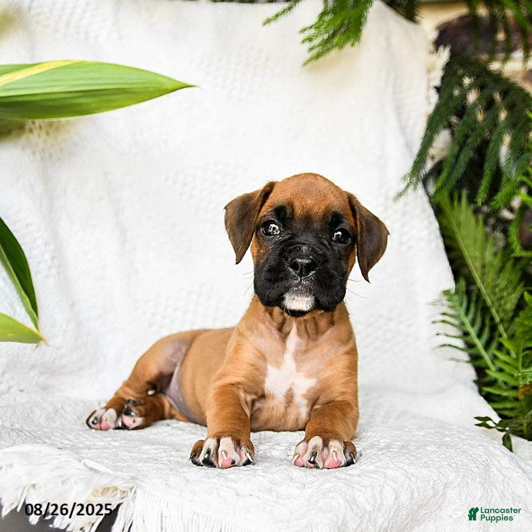 Boxer dogs for sale: Candy - Ad 7