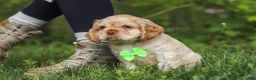 Cocker Spaniel dogs for sale: Clark - Ad 5