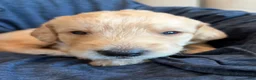 Double Doodle dogs for sale: Yeager - Double Doodle - Ad 5