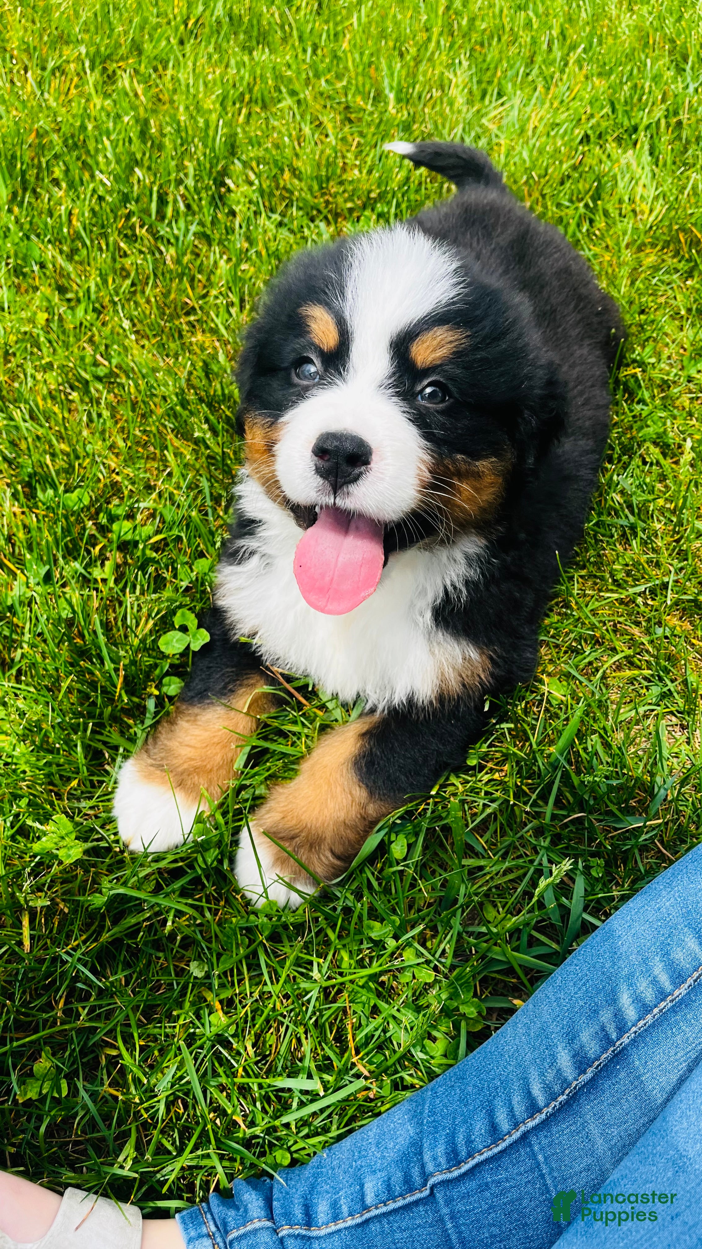 Bernese Mountain Dog dogs Montgomery - Ad 1