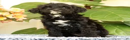 Mini Goldendoodle dogs for sale: Cola - Ad 5