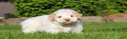 Lagotto Romagnolo dogs for sale: Kaylee - Ad 4