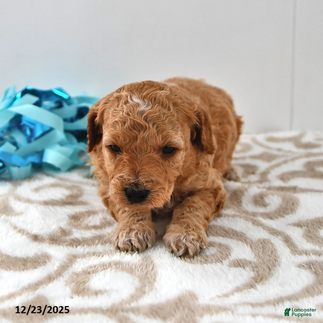 Mini Goldendoodle dogs for sale: Charlie - Ad 12