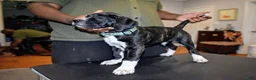 Presa Canario dogs for sale: Ms Green - Ad 6