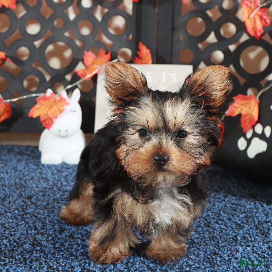 Yorkshire Terrier dogs for sale: Sherlock - Ad 2