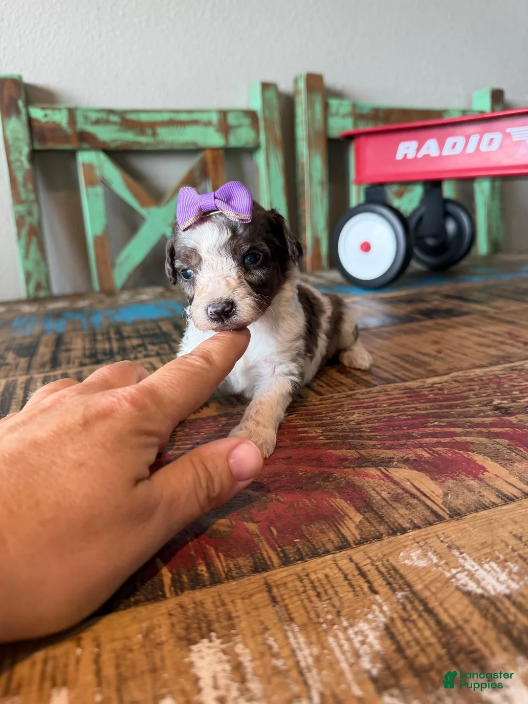 Miniature Poodle dogs for sale: Akc Clear 🧬 tested Blue Merle Phantom Parti Girl - Ad 1