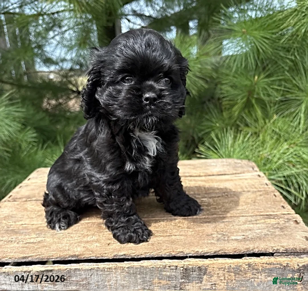 Cocker Spaniel dogs for sale: Dolly - Ad 1