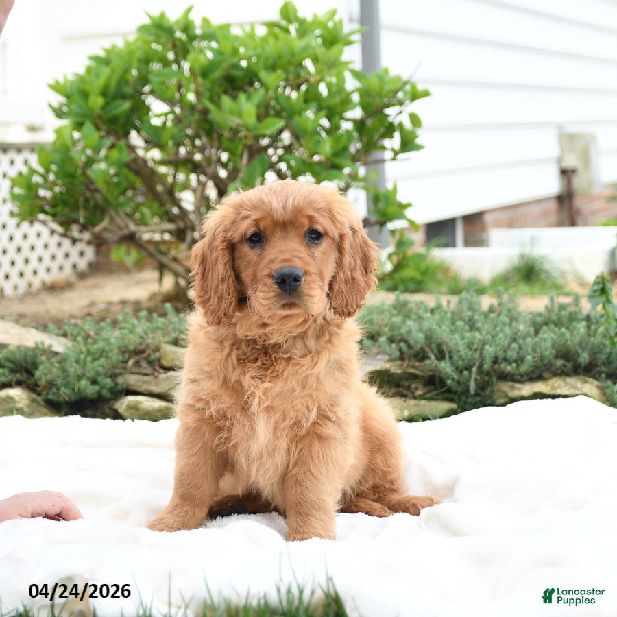 Miniature Golden Retriever dogs Jayden - Ad 1