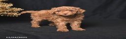 Toy Poodle dogs for sale: Darling - Ad 3