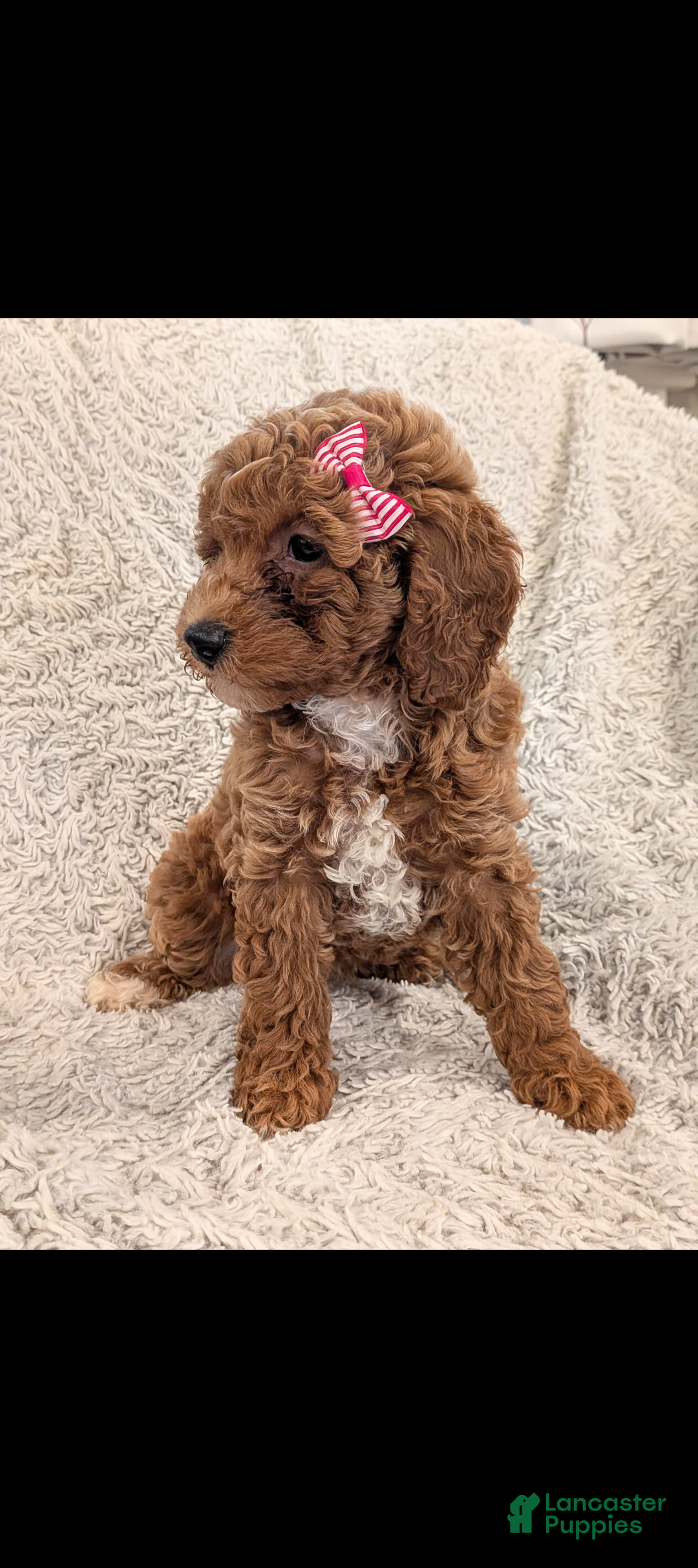 Miniature Poodle dogs Quinn - Ad 2