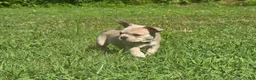 French Bulldog dogs for sale: Eddie - Ad 3