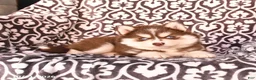 Pomsky dogs for sale: Champ  - Ad 5
