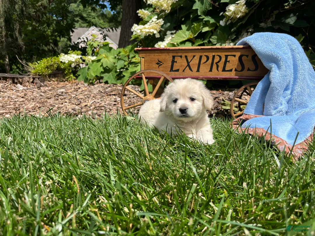 Mixed Breed dogs for sale: Sugar Baby❤️AKC Cocker Spaniel🐾American Eskimo🐶15lbs at Maturity - Ad 2