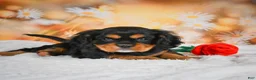 Cavalier King Charles Spaniel dogs for sale: Reba - Ad 6