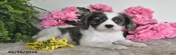 Cavalier King Charles Spaniel dogs for sale: Rosie - Ad 3