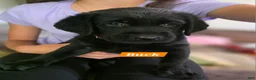 Labrador Retriever dogs for sale: Buck - Ad 6