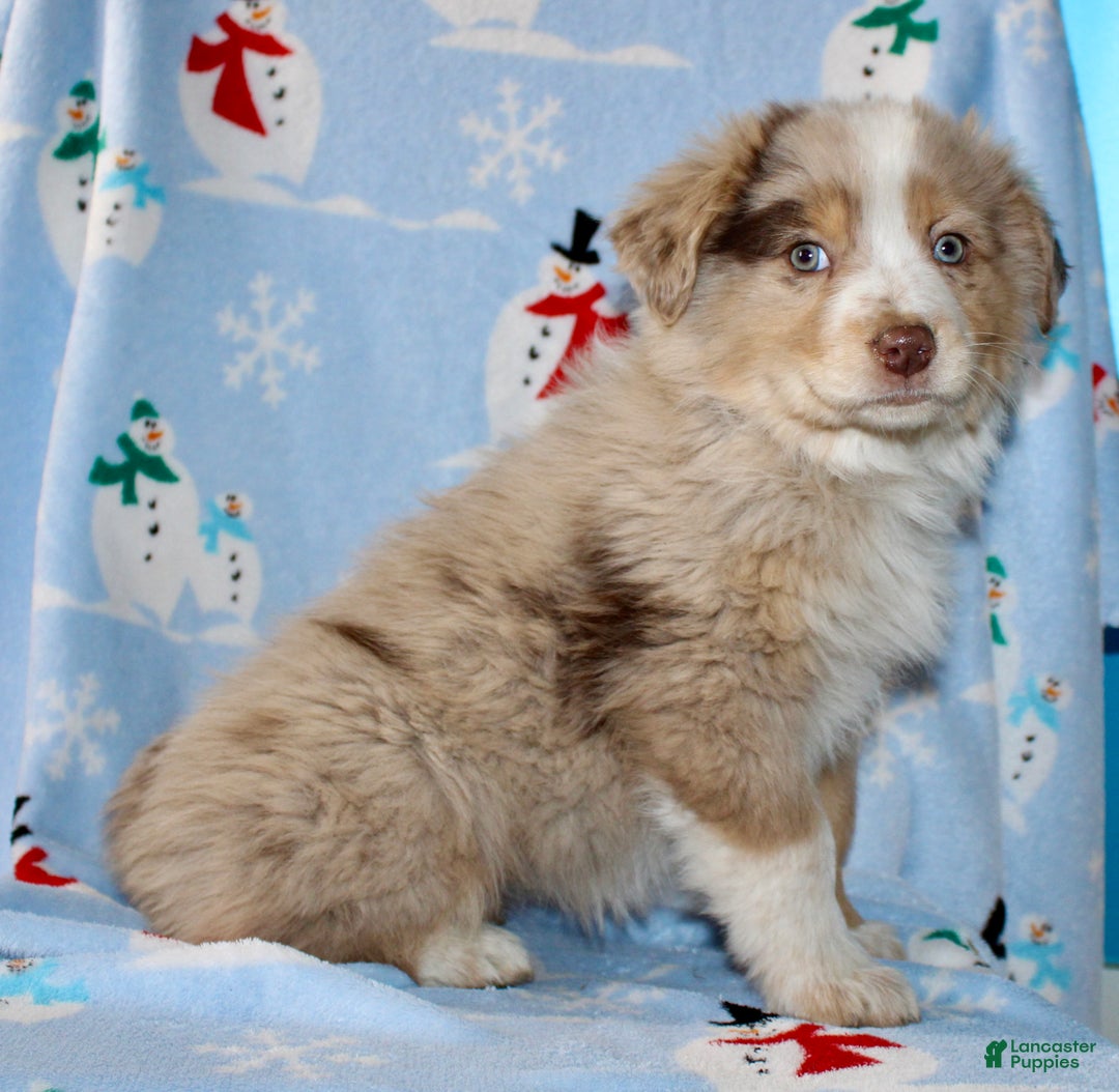 Australian Shepherd dogs for sale: Delilah - Ad 4