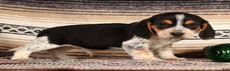 Beagle dogs for sale: Cash - Ad 4