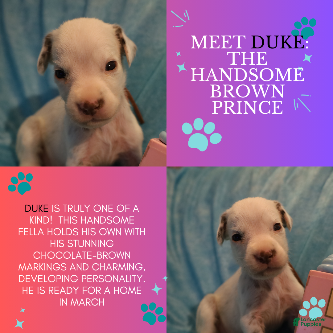 Dalmatian dogs Duke - Ad 2