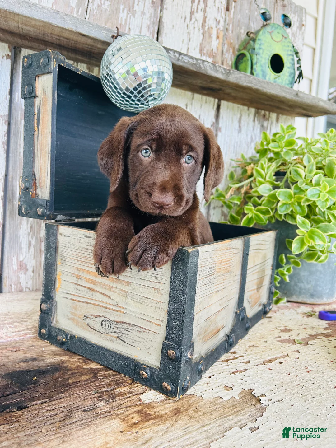Labrador Retriever dogs for sale: Skye  - Ad 2