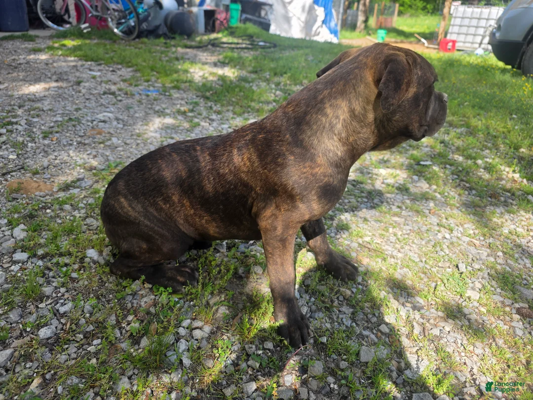 American Bully dogs for sale: American Bully Puppy 3 - Ad 2