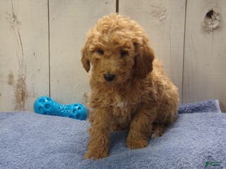 Standard Poodle dogs Ezra - Ad 17